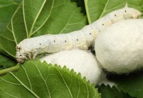 از درخت توت پول برداشت کنید!