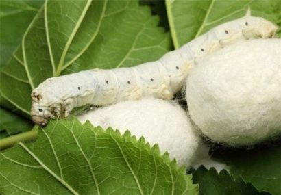 از درخت توت پول برداشت کنید!