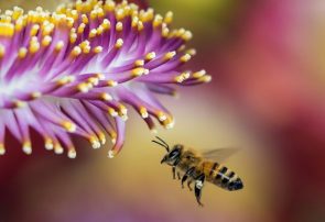 درمان دردهای مفصلی با زهر زنبور عسل