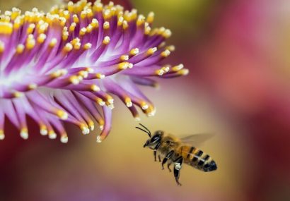 درمان دردهای مفصلی با زهر زنبور عسل