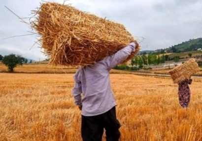 سال آينده تأمین گندم با مشکلات جدی روبه‌رو خواهد شد