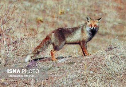 تعطیلی رستوران‌ها و سردرگمی حیات وحش!