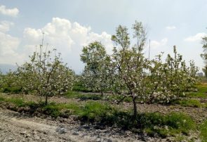 باغ گلابی مهرشهر چطور باغ سیب شد؟