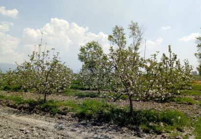 باغ گلابی مهرشهر چطور باغ سیب شد؟