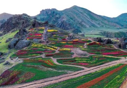 تاکنون ۲ میلیون لاله  رنگارنگ یکجا دیده‌اید؟