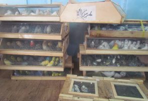 اجرای طرح برخورد با فروشندگان غیر مجاز طیور در کرج