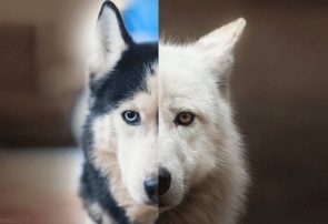 جمعیت سگ‌های بلاصاحب کنترل نشود گرگاس‌ها به صحنه می‌آیند!