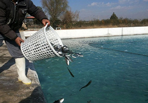 حل مشکلات مرکز پرورش ماهی کرج/برخورد قاطع با هر نوع تغییر کاربری اراضی زراعی