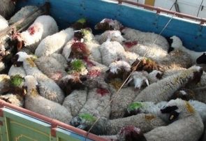 سارقان احشام در نظرآباد دستگیر شدند