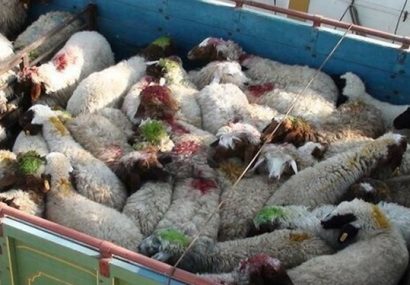 سارقان احشام در نظرآباد دستگیر شدند