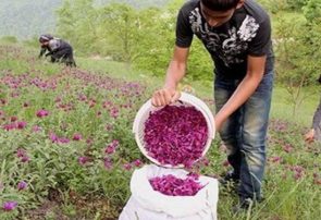 مرتعداران البرز گیاهان دارویی کشت کنند