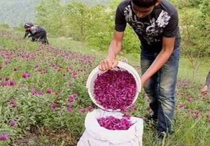 مرتعداران البرز گیاهان دارویی کشت کنند