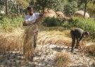 برداشت برنج به روش سنتی در پارک ایران کوچک