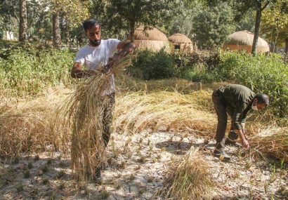 برداشت برنج به روش سنتی در پارک ایران کوچک