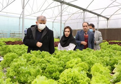 استاندار البرز بر توسعه کشت گلخانه ای در منطقه تاکید کرد