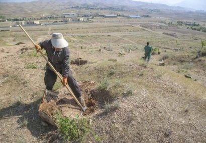 هزار هکتار به وسعت جنگل‌های کرج اضافه شده است