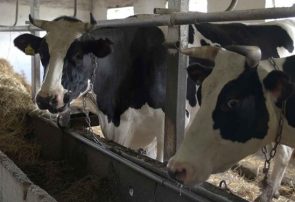 وضعیت مبهم نهاده‌های دامی در البرز/گفته دامداران با مسؤولان تناقض دارد