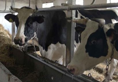 وضعیت مبهم نهاده‌های دامی در البرز/گفته دامداران با مسؤولان تناقض دارد