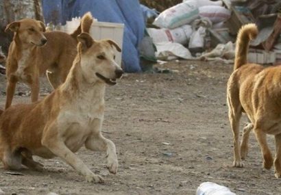 سگ های بلاصاحب به  تهدیدی برای تنوع زیستی کشور تبدیل شده اند