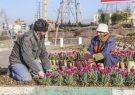 شهرداری کرج با کاشت ۳۰۰ هزار گلدان شب‌بو به استقبال بهار می‌رود