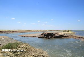 تالاب صالحیه مهمترین موضوع زیست محیطی البرز است