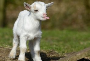 کشف دو راس بزغاله وحشی از خانه یک شکارچی متخلف