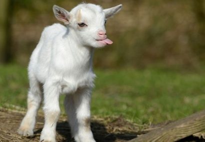 کشف دو راس بزغاله وحشی از خانه یک شکارچی متخلف