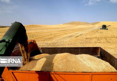 رشد ۴.۵ برابری خرید گندم تعاون روستایی البرز در نظرآباد
