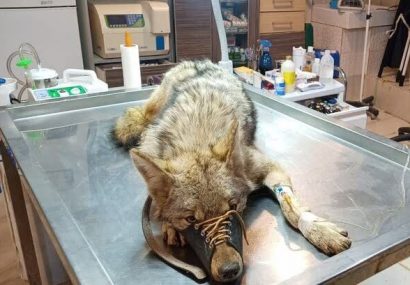 گرگ گرفتار در چاه روستای گلین‌رود البرز زنده بیرون آورده شد