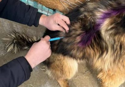 اجرای طرح واکسیناسیون هاری در پناهگاه‌های کرج آغاز شد