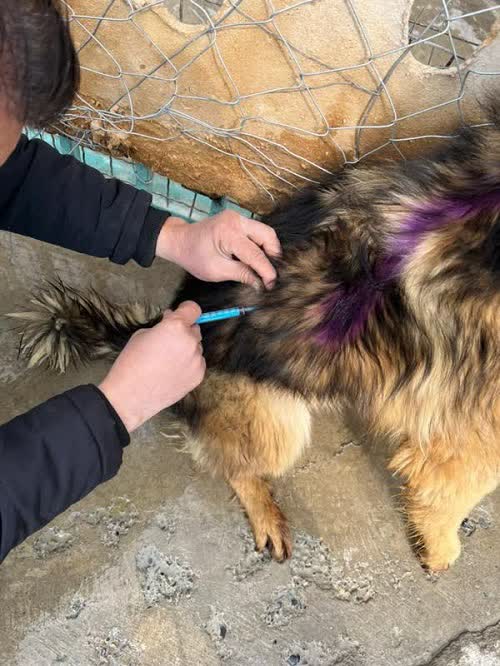 اجرای طرح واکسیناسیون هاری در پناهگاه‌های کرج آغاز شد